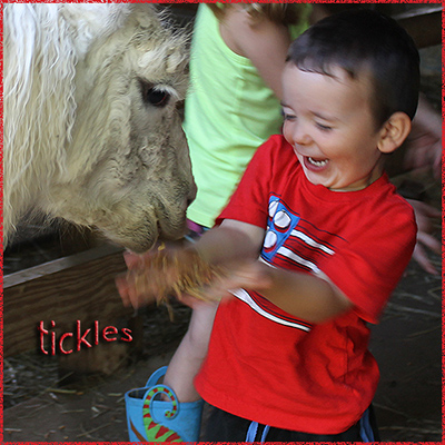 tickles