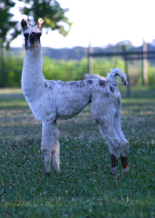 Suri Female Cria by Delusion & Precedent