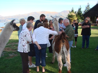 Suri Llama Gathering
