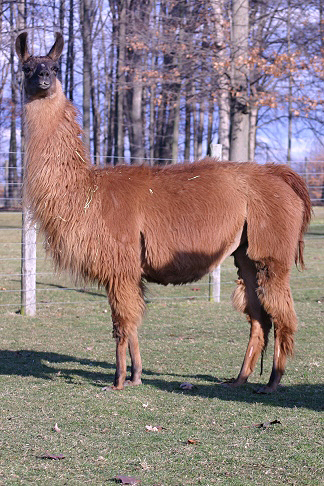 Biretta