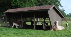 Llama shelter