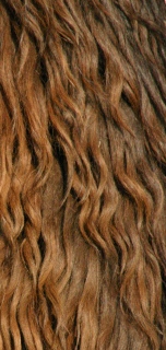 Mojo's wool shot