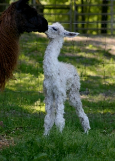 Glory Girl Suri Female Cria