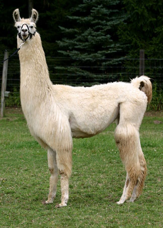 Star Absolute